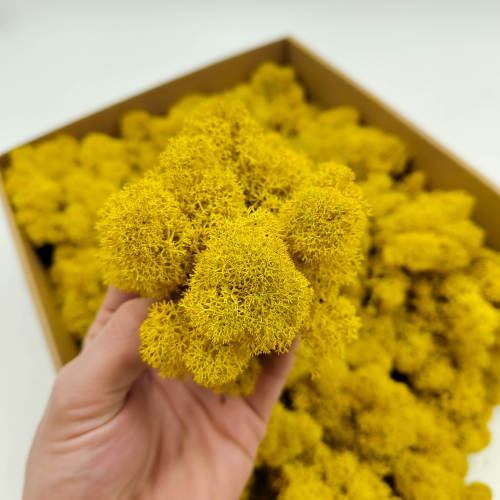 Żółty zblizenie 2.png