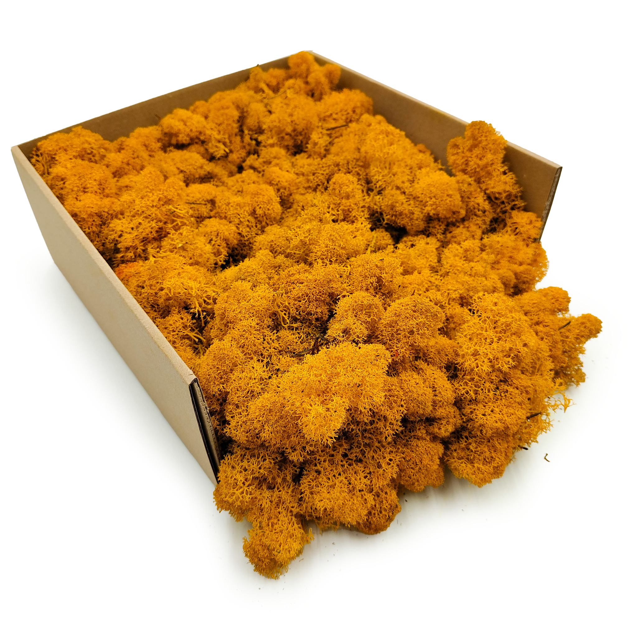 Lichen de renne finlandaise stabilisée – Nettoyée – Jaune foncé 500 g NET