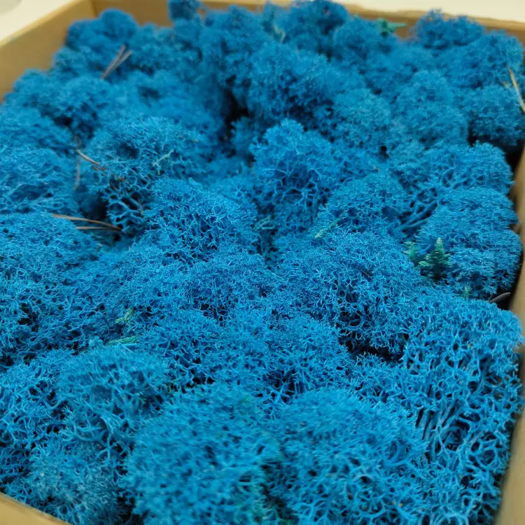 Niebieski zblizenie 1.png