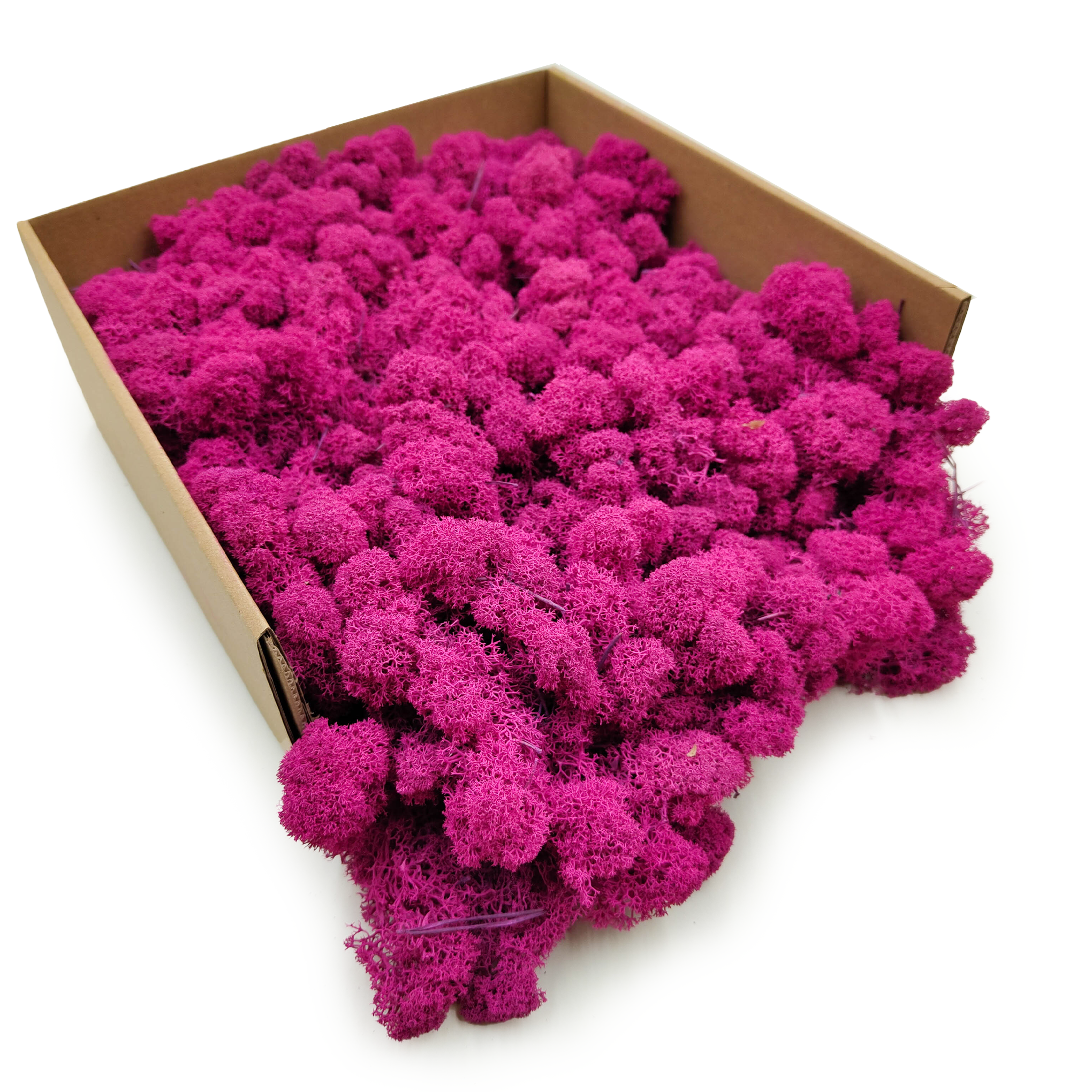 Lichen de renne finlandaise stabilisée – Nettoyée – Fuchsia 500 g NET