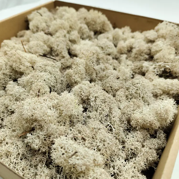 Naturalny zblizenie 1.png