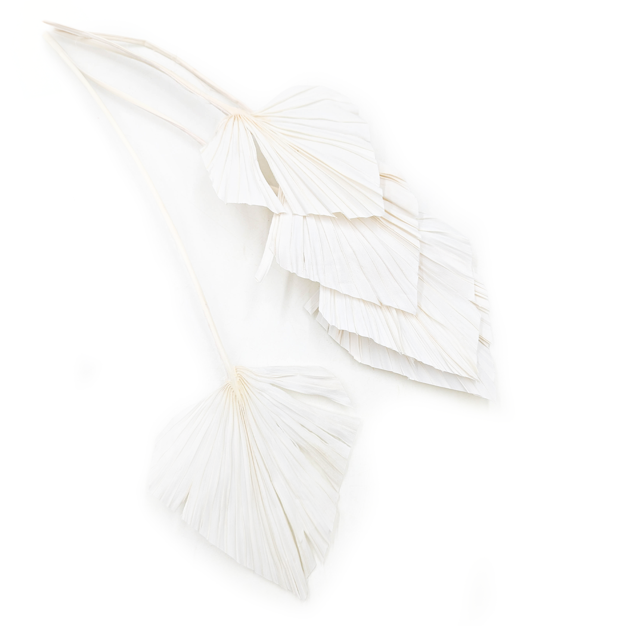 Feuille de palmier coupée, éventail, spear (Palm spear) – Blanchi