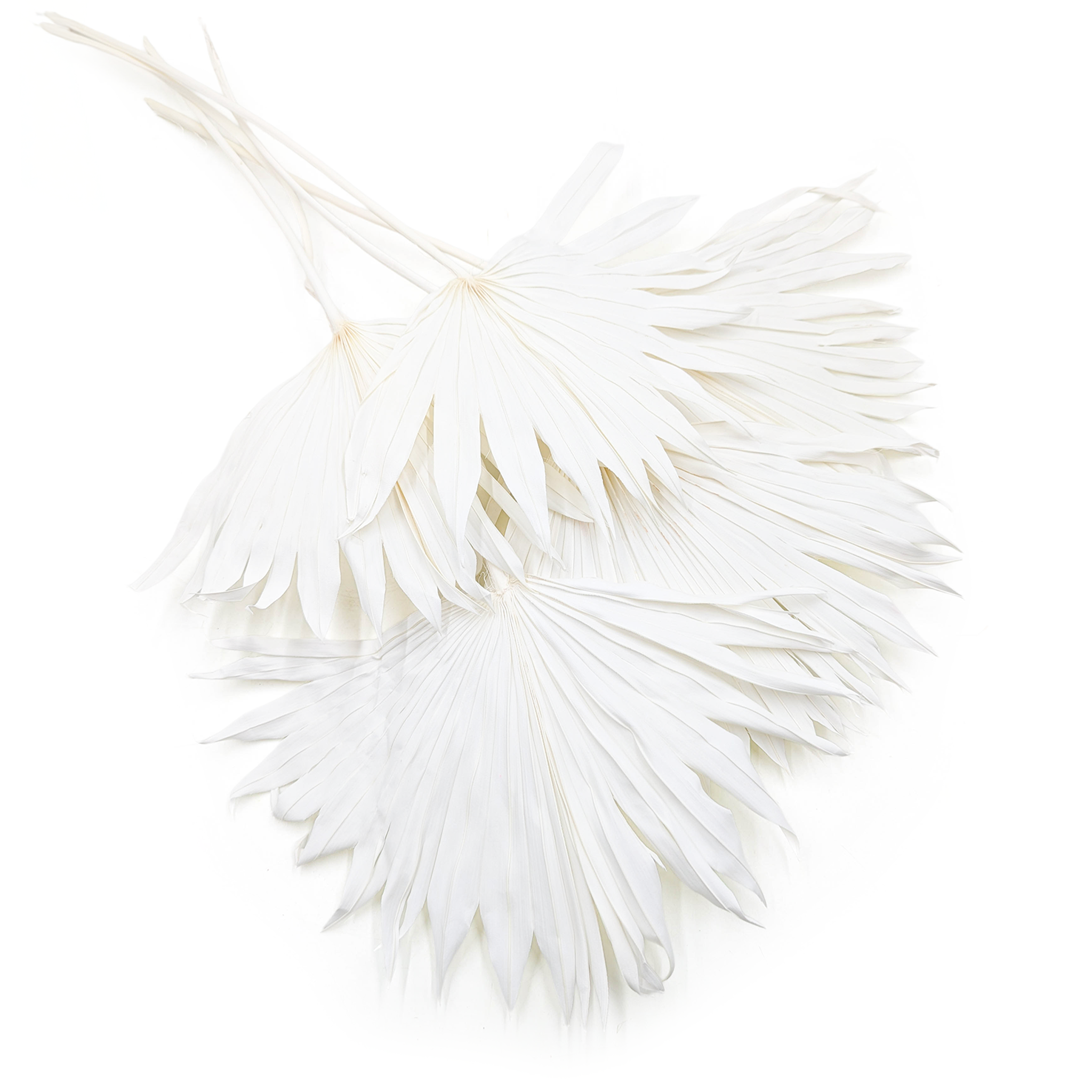 Palm Sun – Feuille éventail – Blanchie