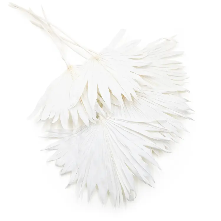 Palm Sun Bielony.png