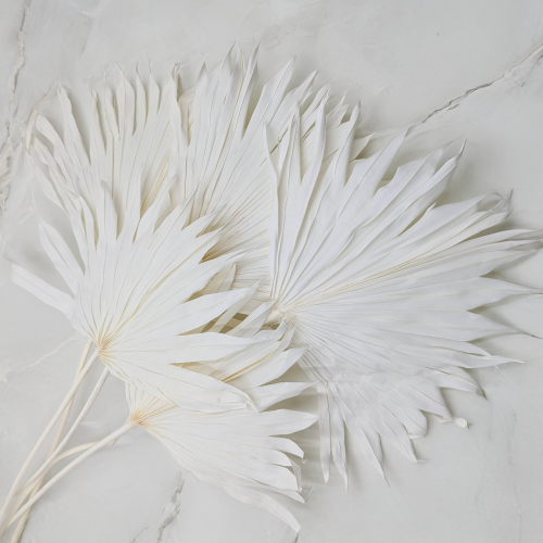 Palm sun bielony 1.png