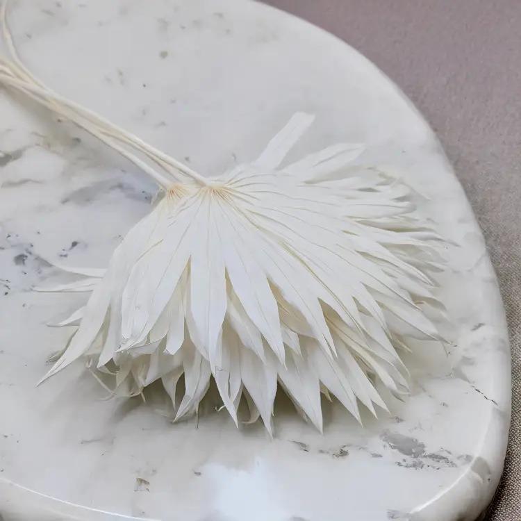 Palm sun bielony 3.png