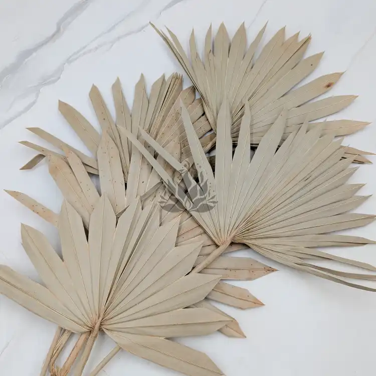 Palm sun naturalny 3.png