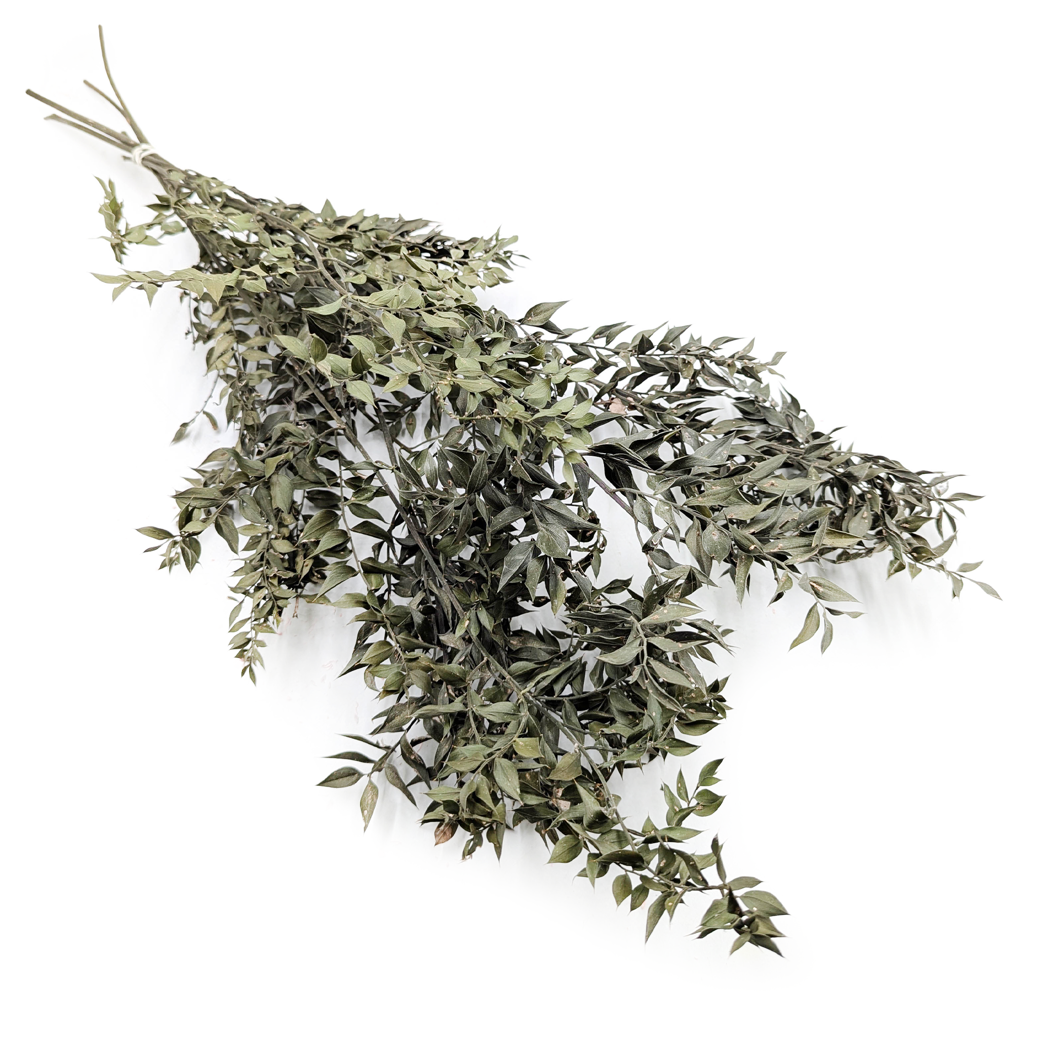 Ruscus Séché – Naturel