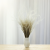 Stipa naturalna 3.png