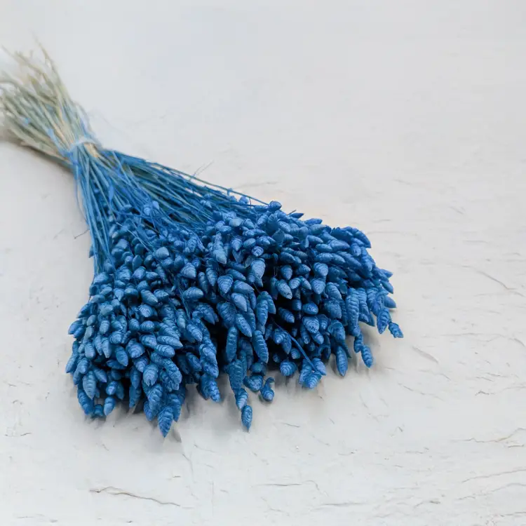 Briza Maxima niebieska (1).png