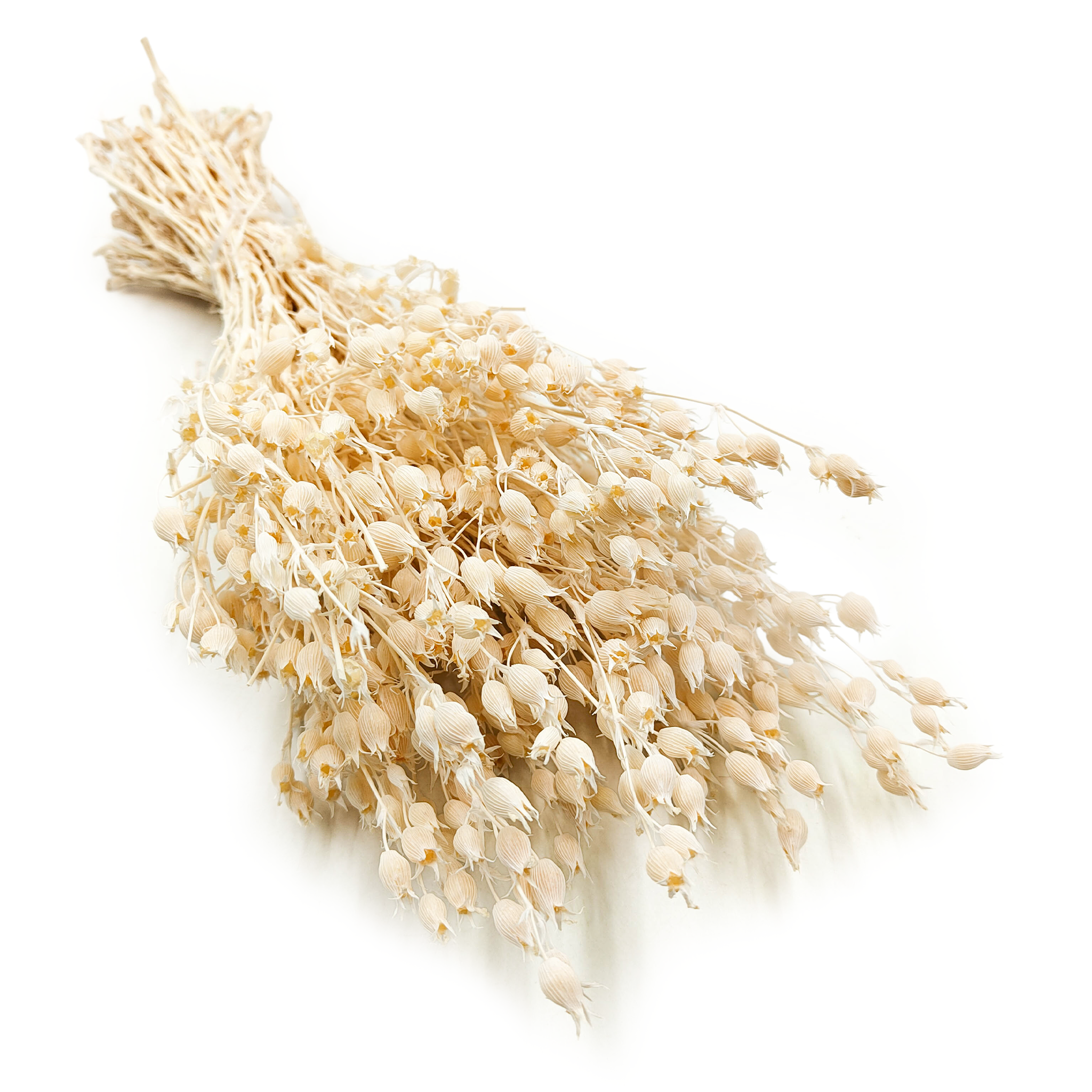 Silène enflé – (Silene) – Blanchi