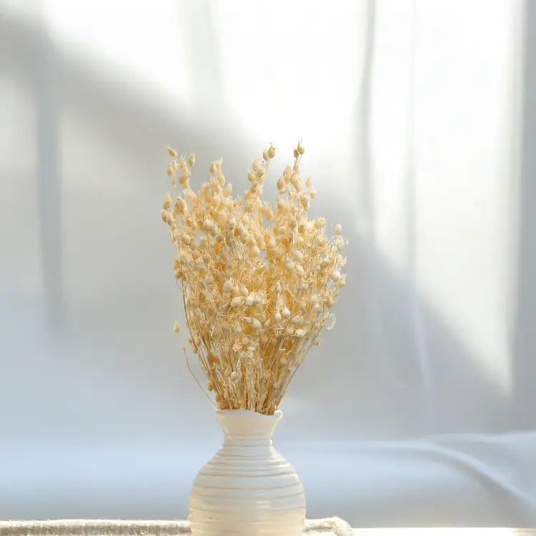 Silene Bielone 1.png