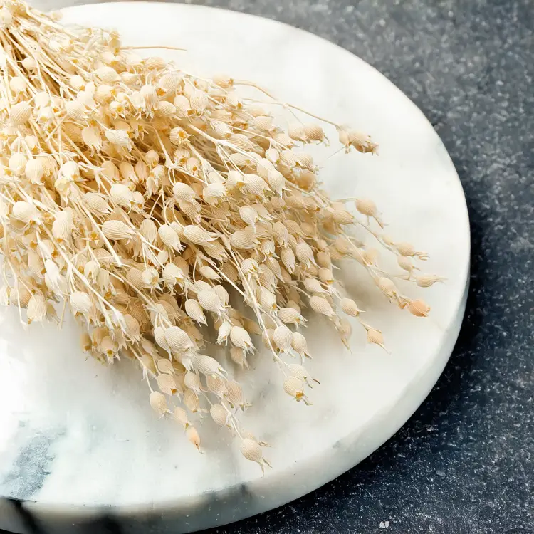 Silene Bielone 5.png