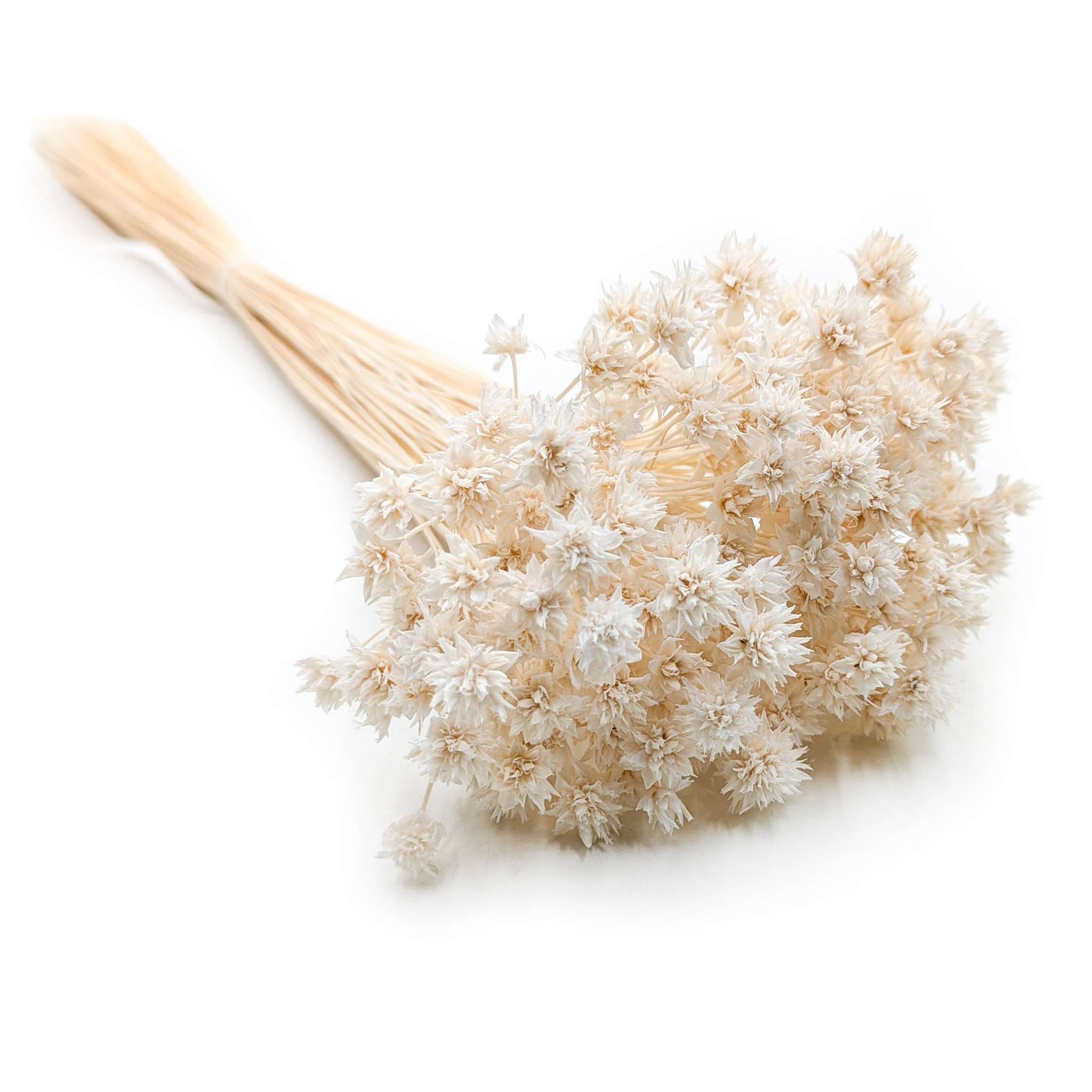 Hill Flower – Blanc