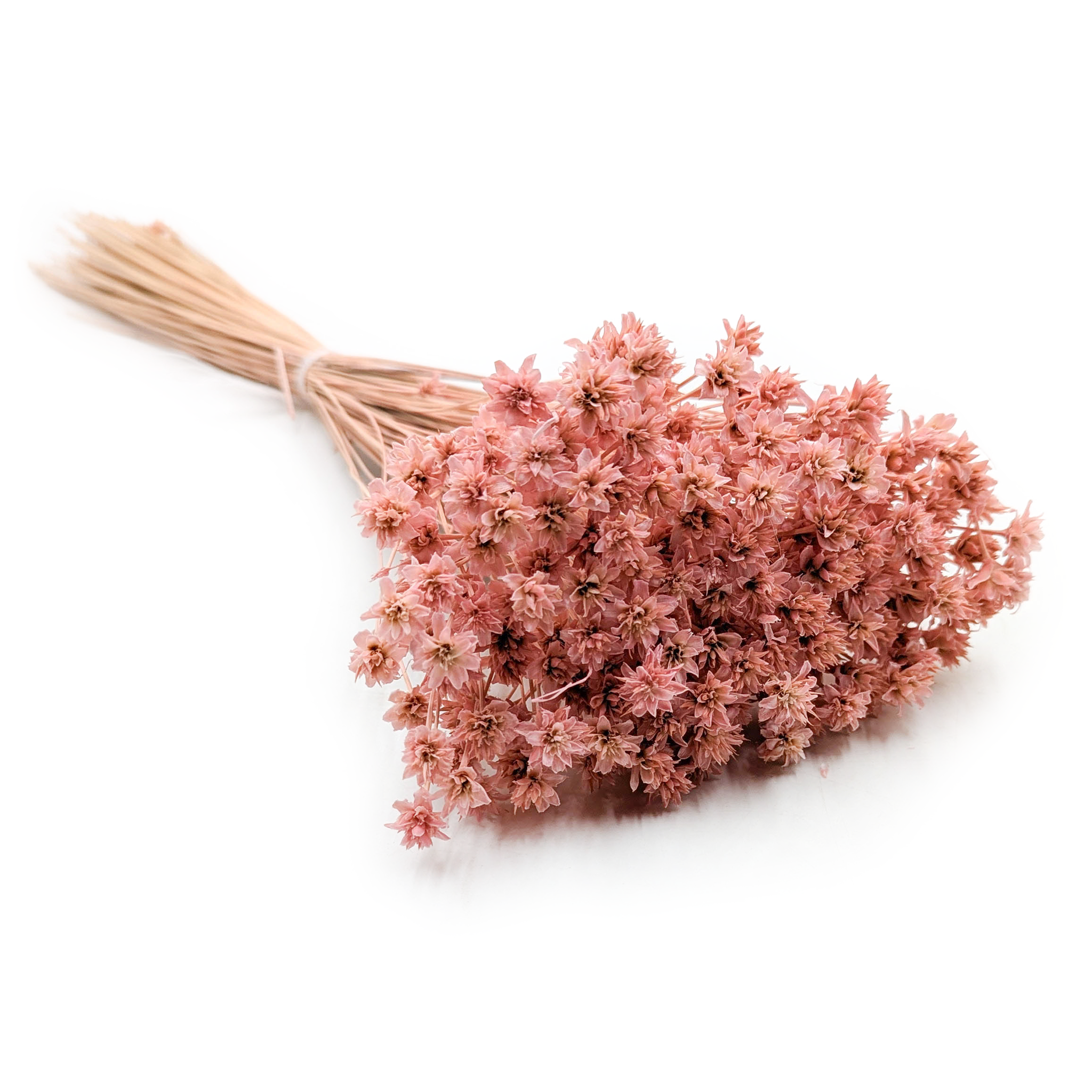 Hill Flower – Rose