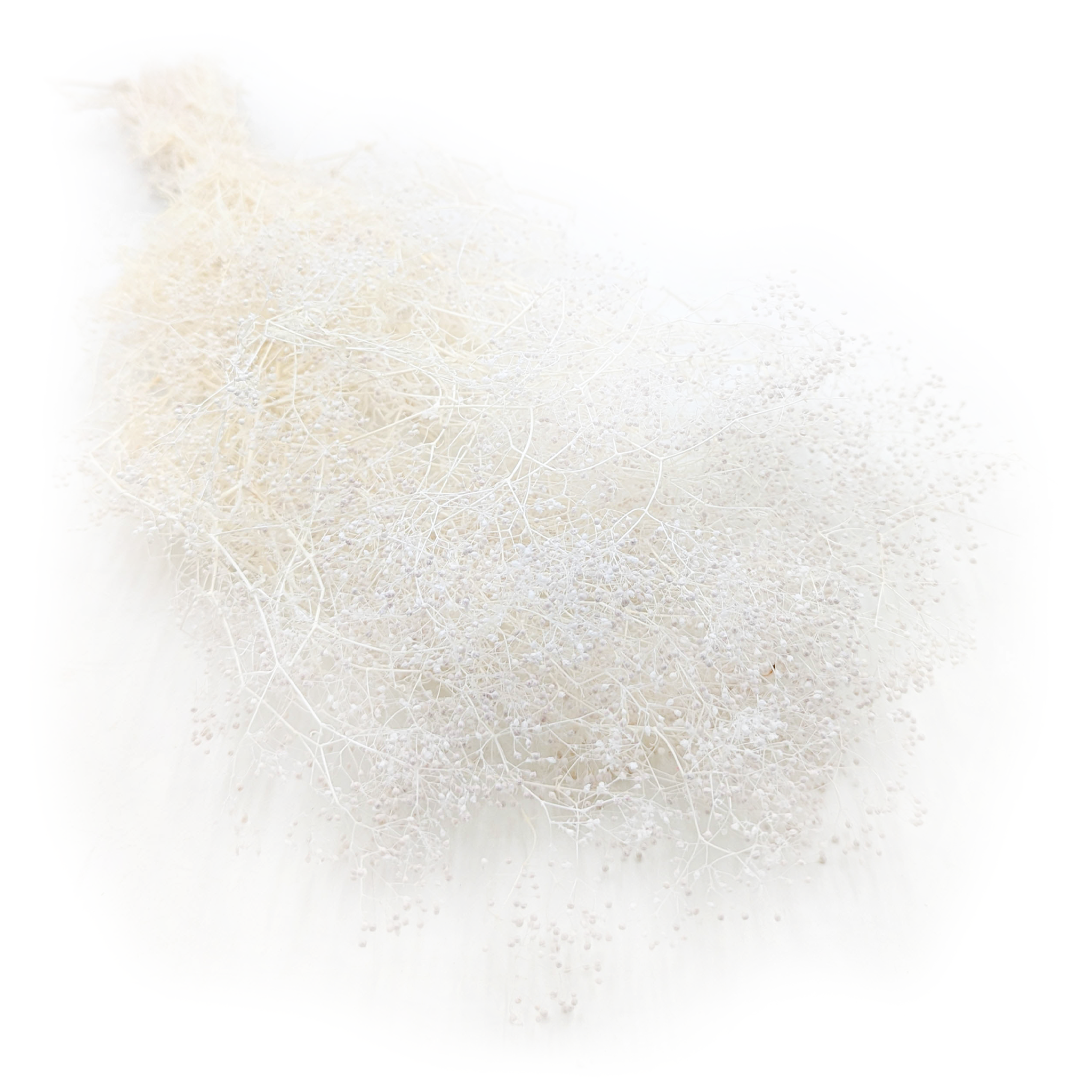 Gypsophile Stabilisée MINI – Blanchie