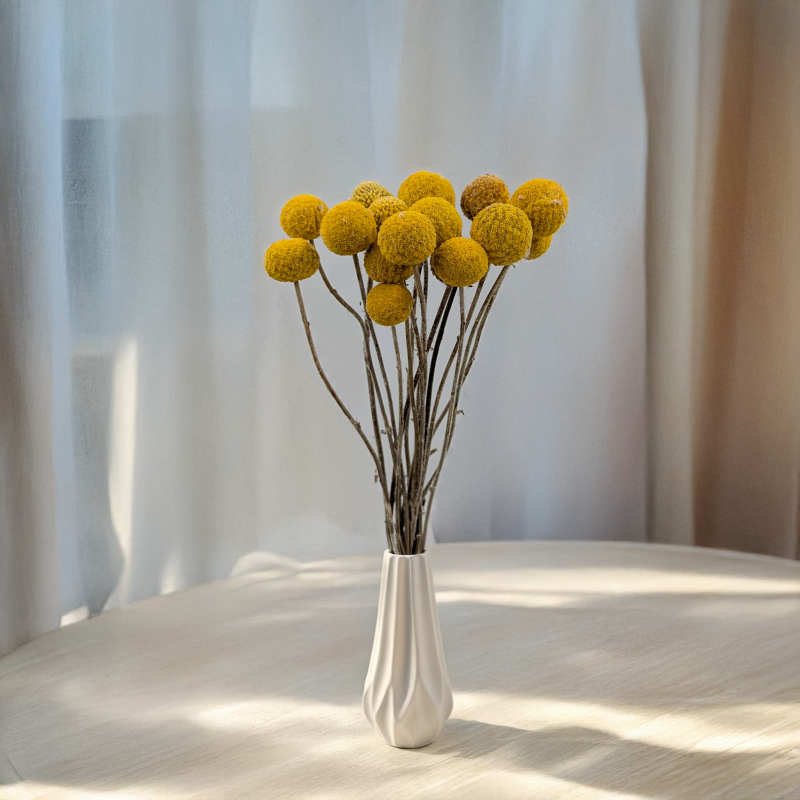 Craspedia żółta IT 4.png