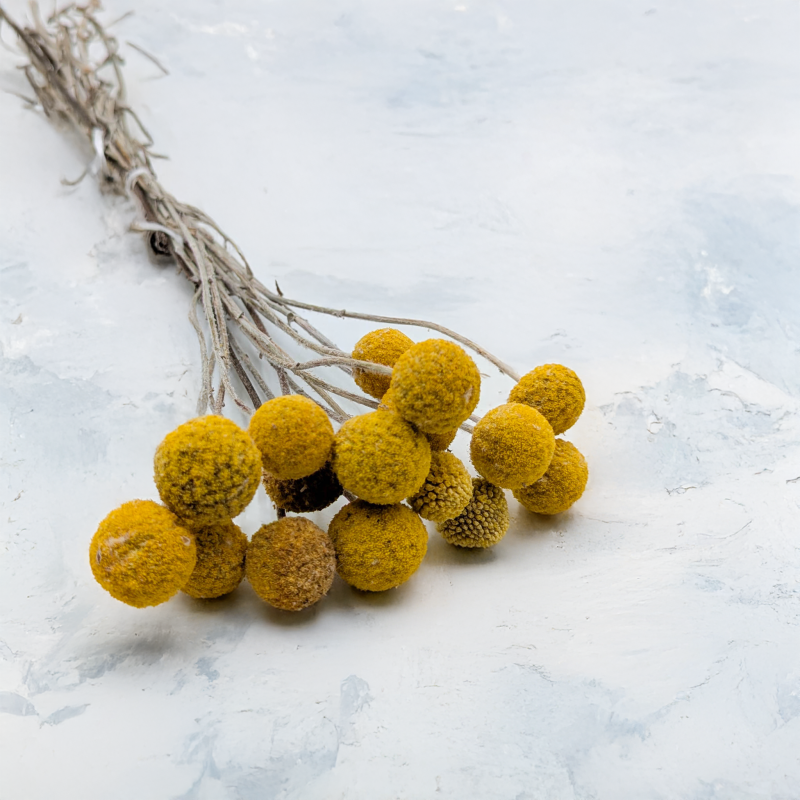 Craspedia żółta IT 1.png