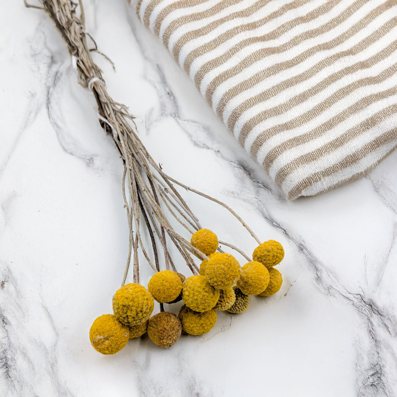 Craspedia żółta IT 2.png