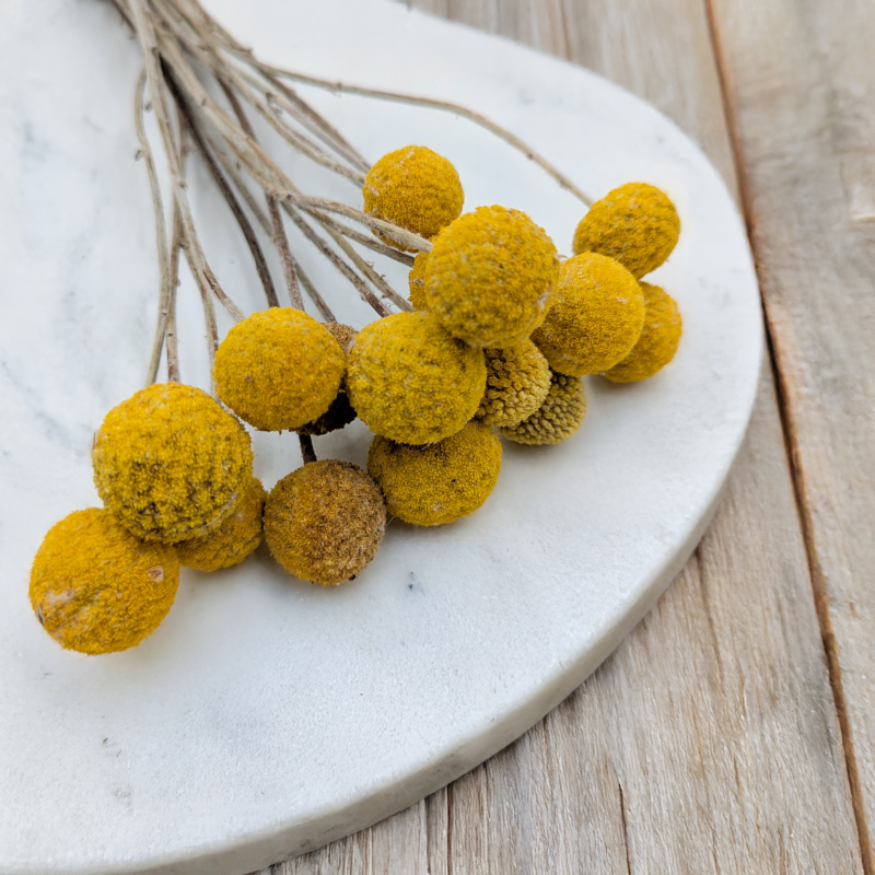 Craspedia żółta IT 3.png