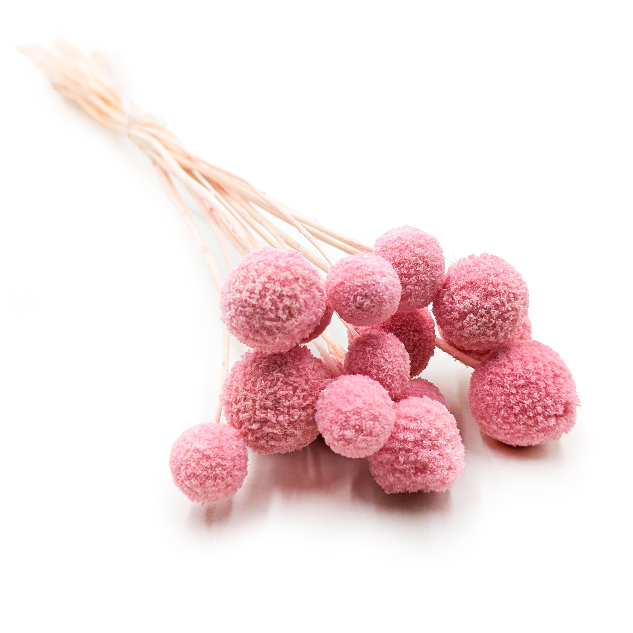 Craspedia Séchée - Rose