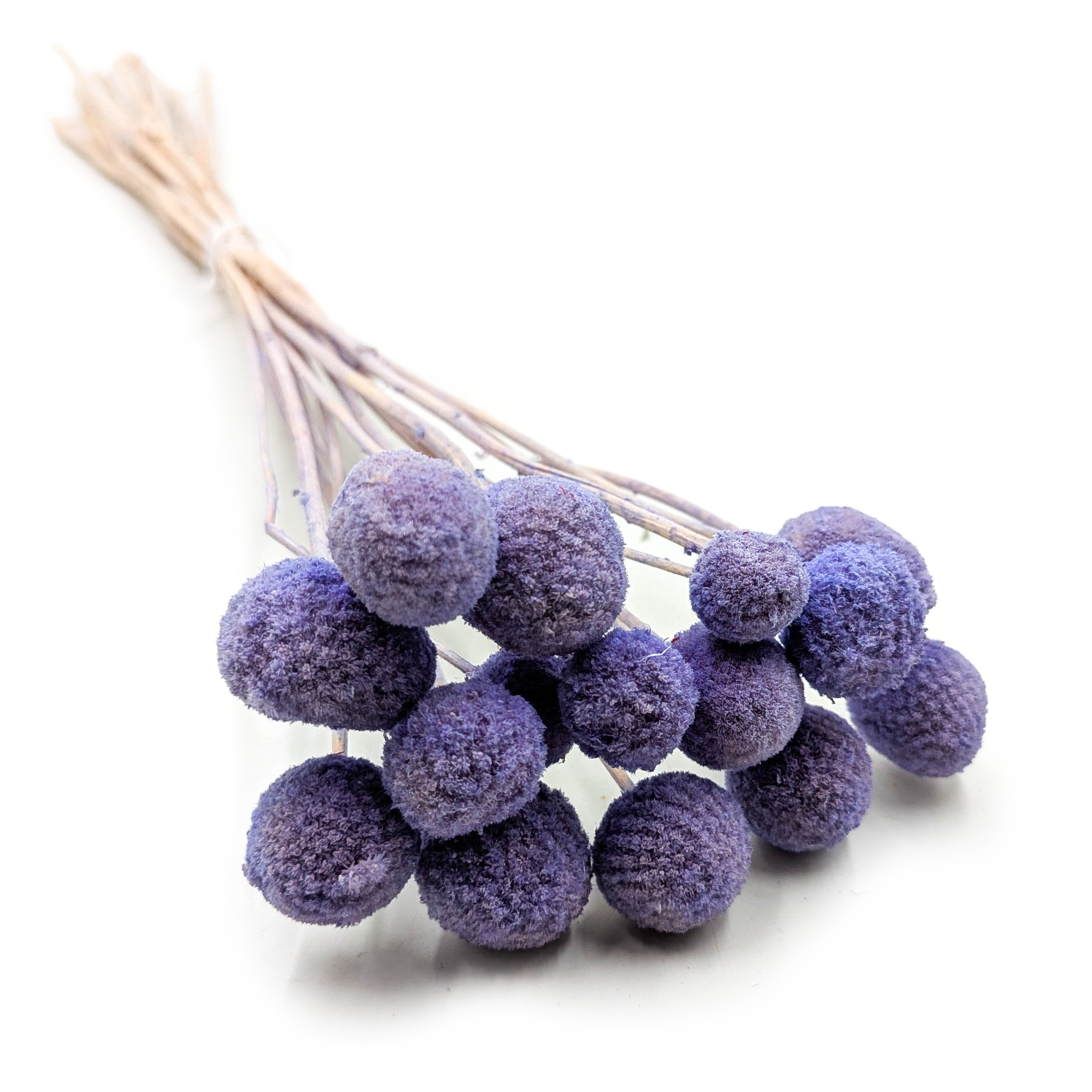 Craspédia Séchée – (Craspedia Extra) – Lavande – Bouquet de 15 Tiges