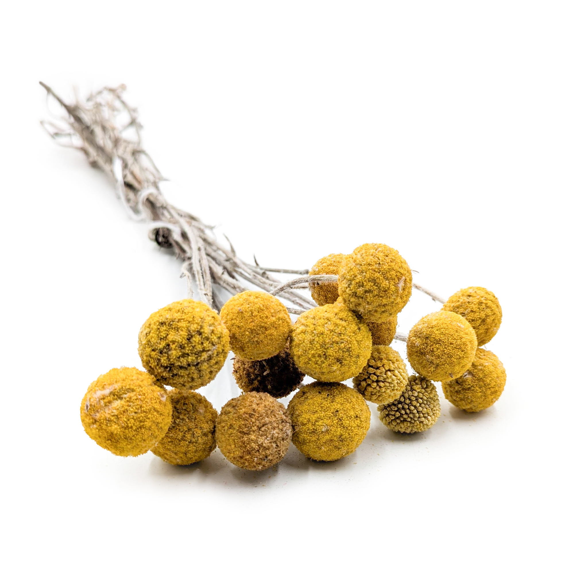 Craspédia Séché (Craspedia Natural Extra) - Jaune - bouquet de 15 tiges