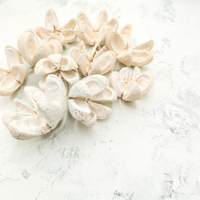 Wild Orange Bielone 10pcs 2.png