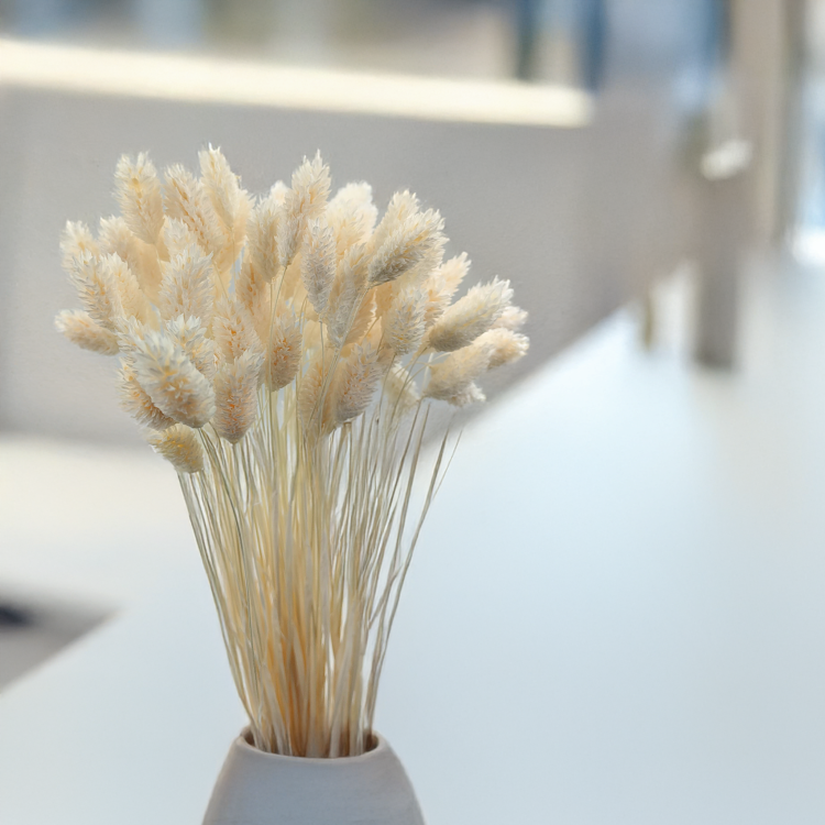 Phalaris Extra bleached 3.png