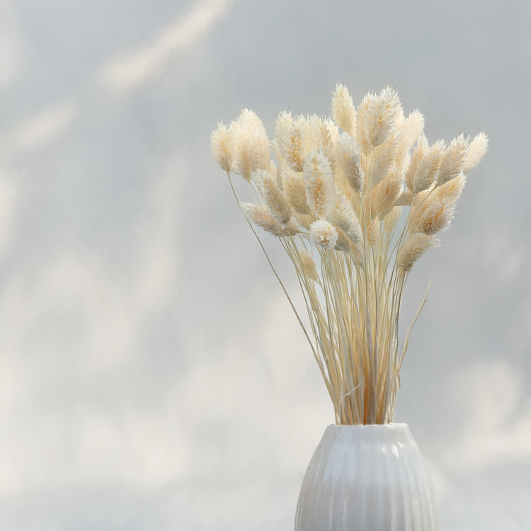 Phalaris Extra bleached 4.png