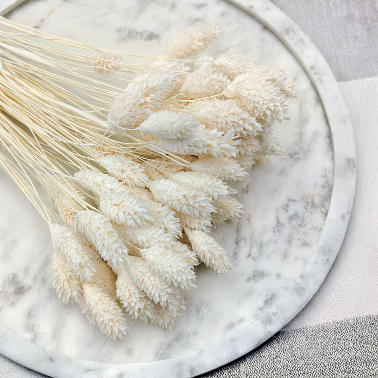 Phalaris Extra bleached 5.png