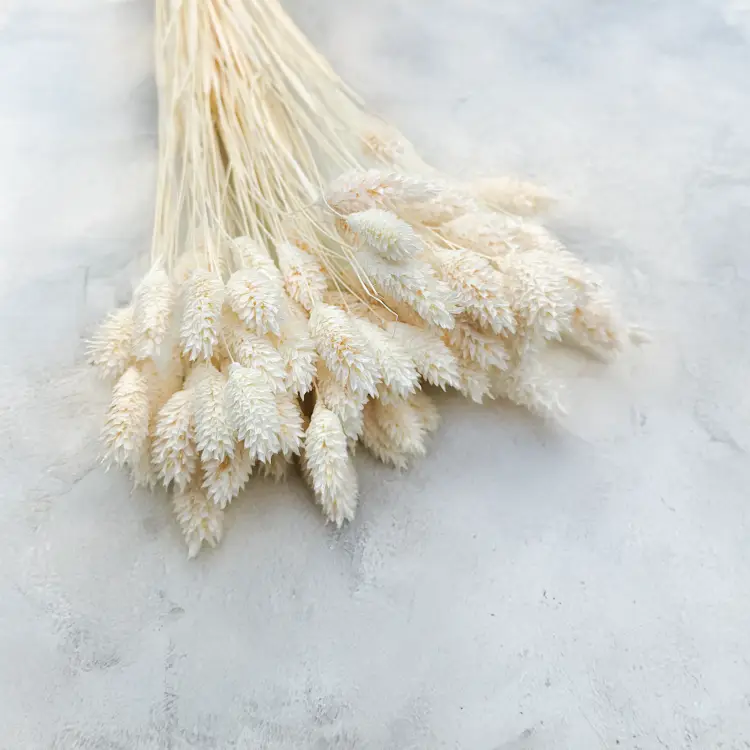 Phalaris Extra bleached 6.png