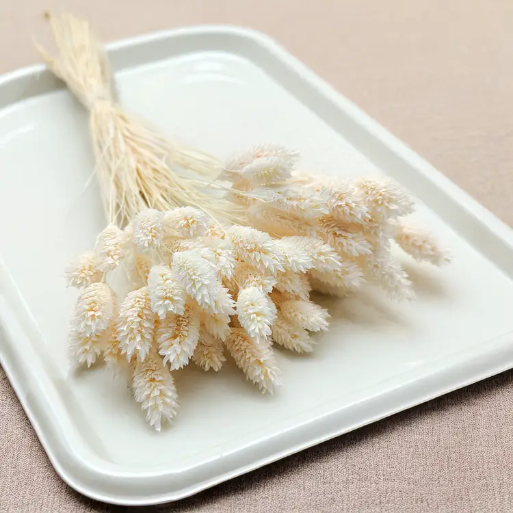 Phalaris Extra bleached 7.png