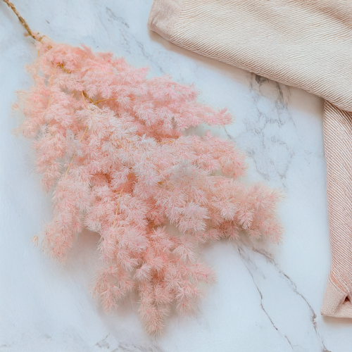 Asparagus Ming Fern pastelowy róż ES 1.png