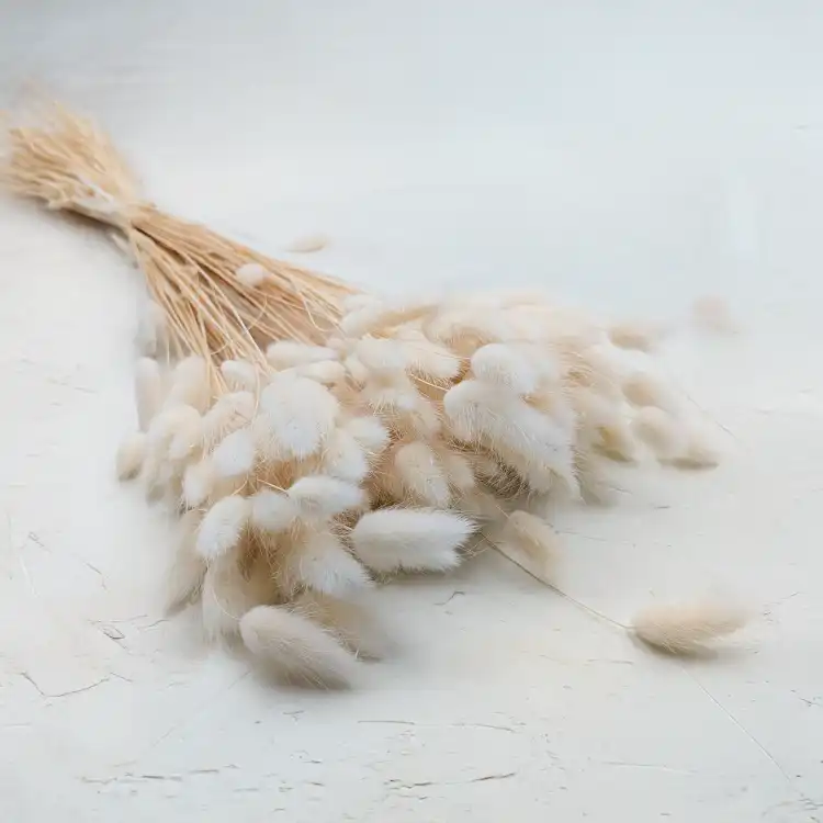Lagurus bielony biszkoptowy.png