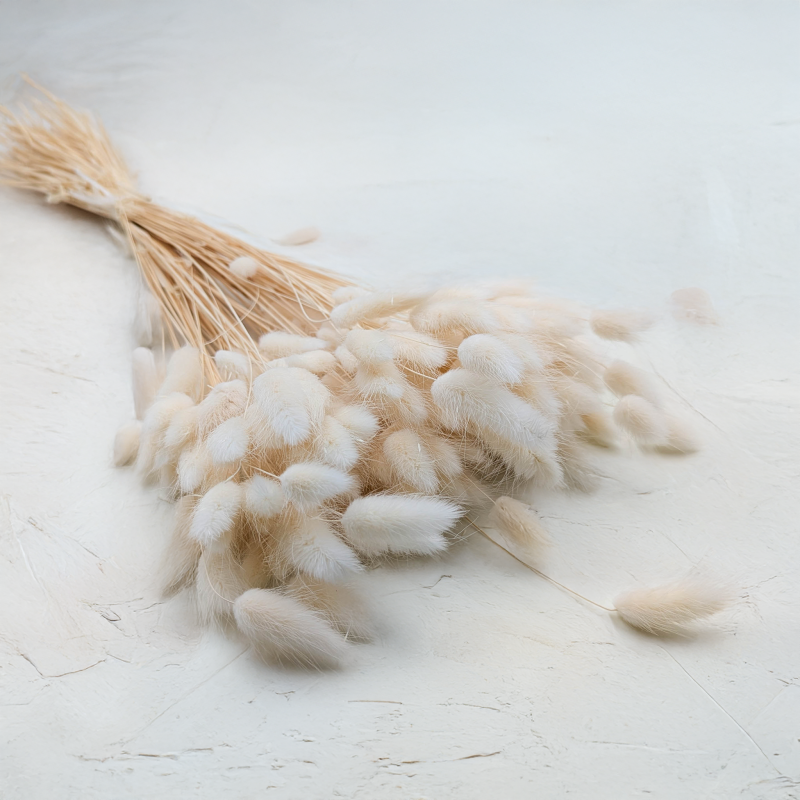 Lagurus bielony biszkoptowy.png