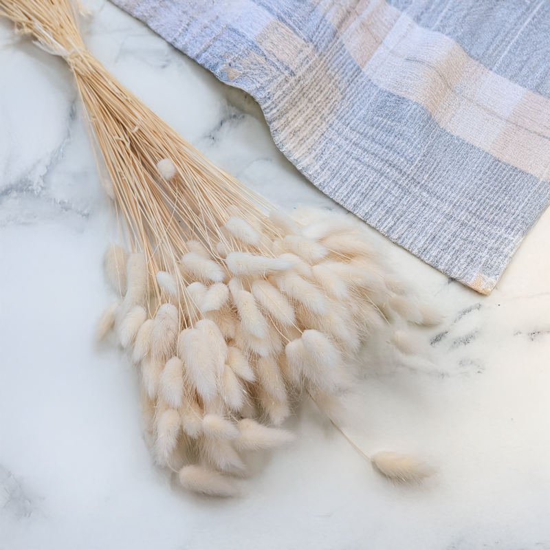 Lagurus bielony biszkoptowy 1.png