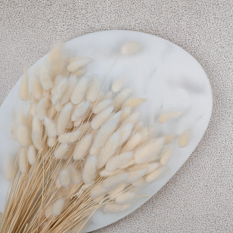 Lagurus bielony biszkoptowy 2.png