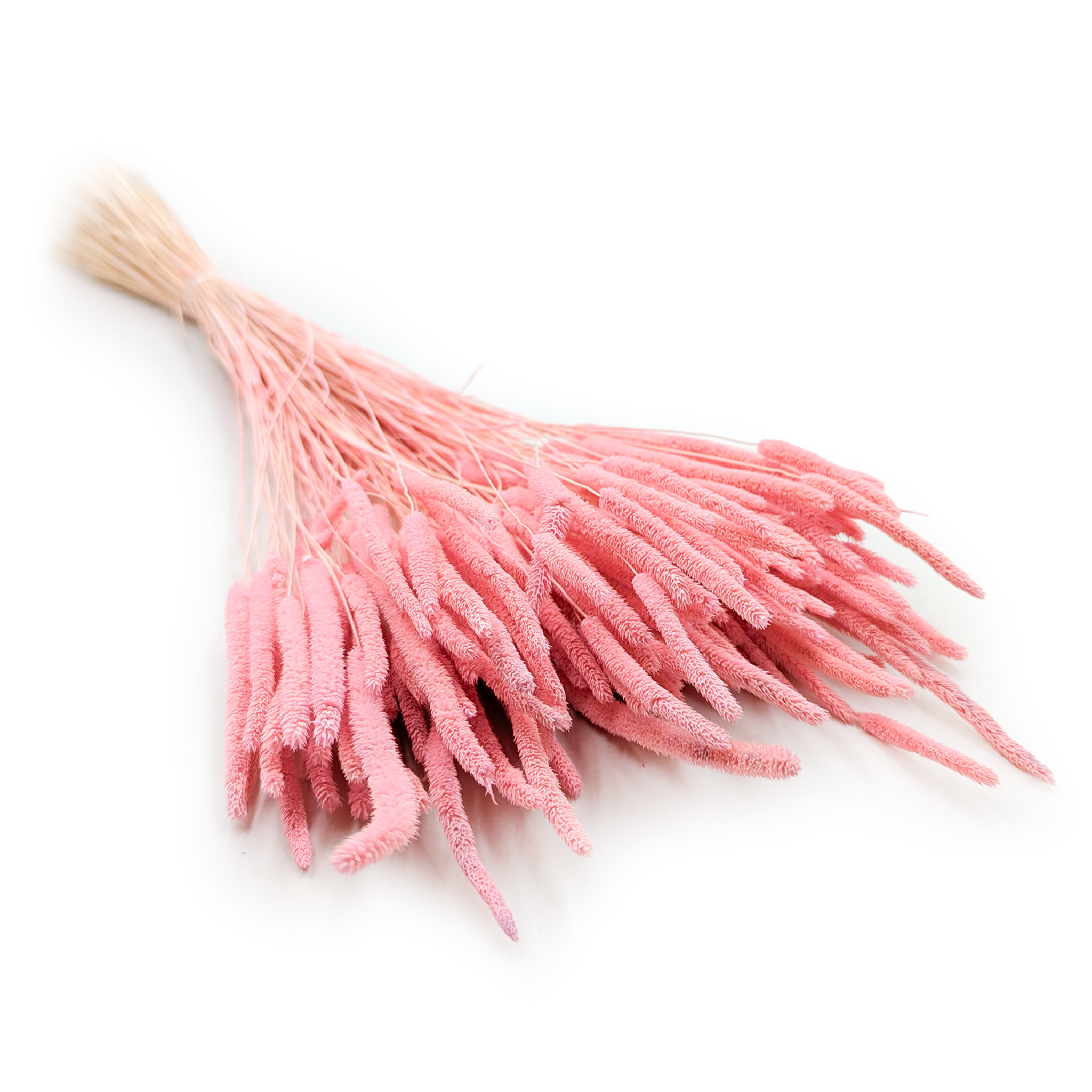 Herbe séchée – Fléole (Phleum) – Rose