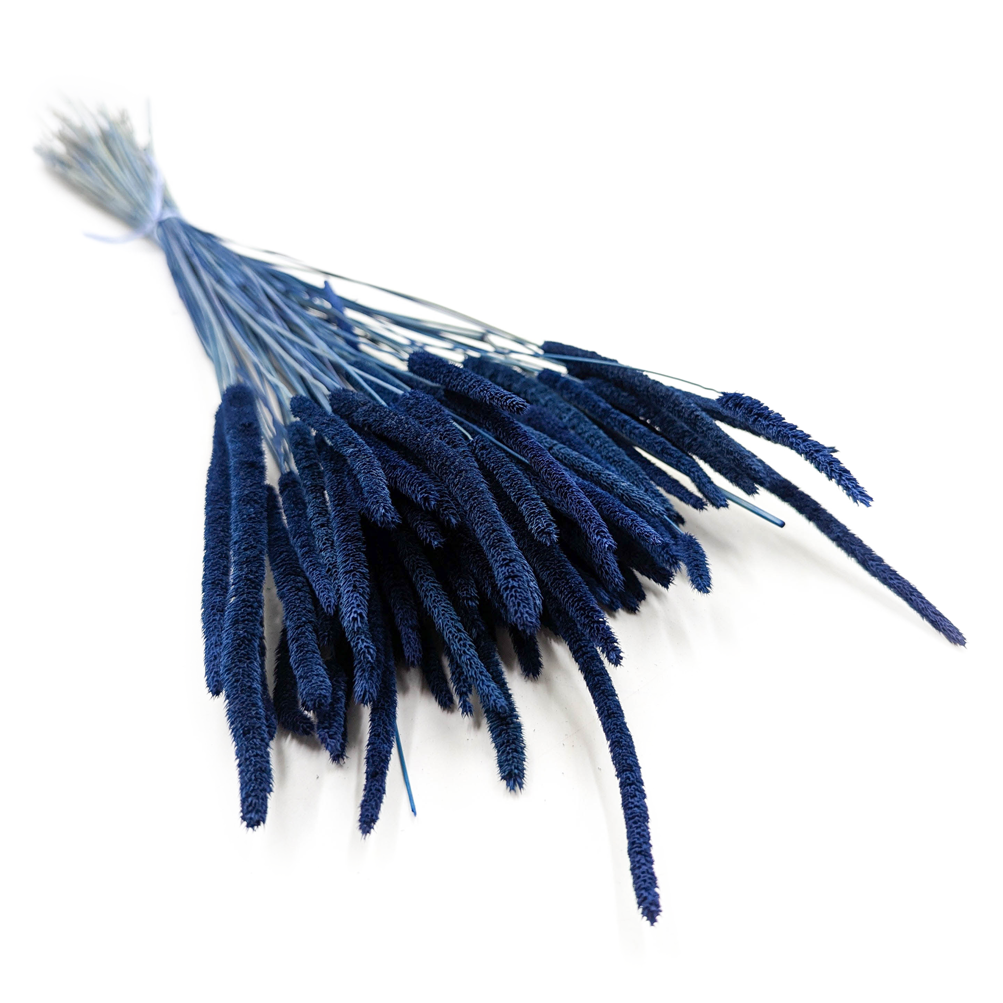 Herbe séchée – Fléole (Phleum) – Bleu