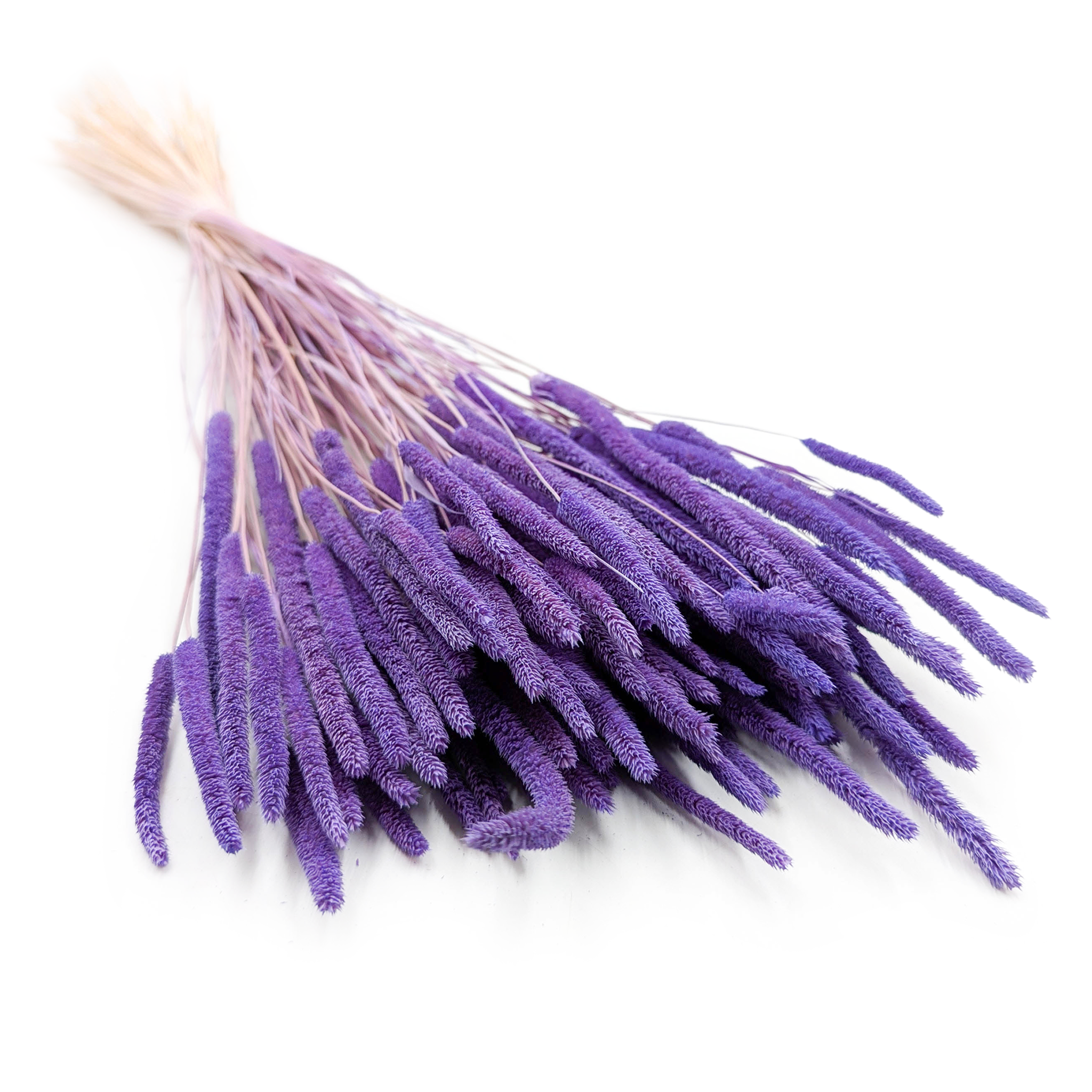 Herbe séchée – Fléole (Phleum) – Lilas