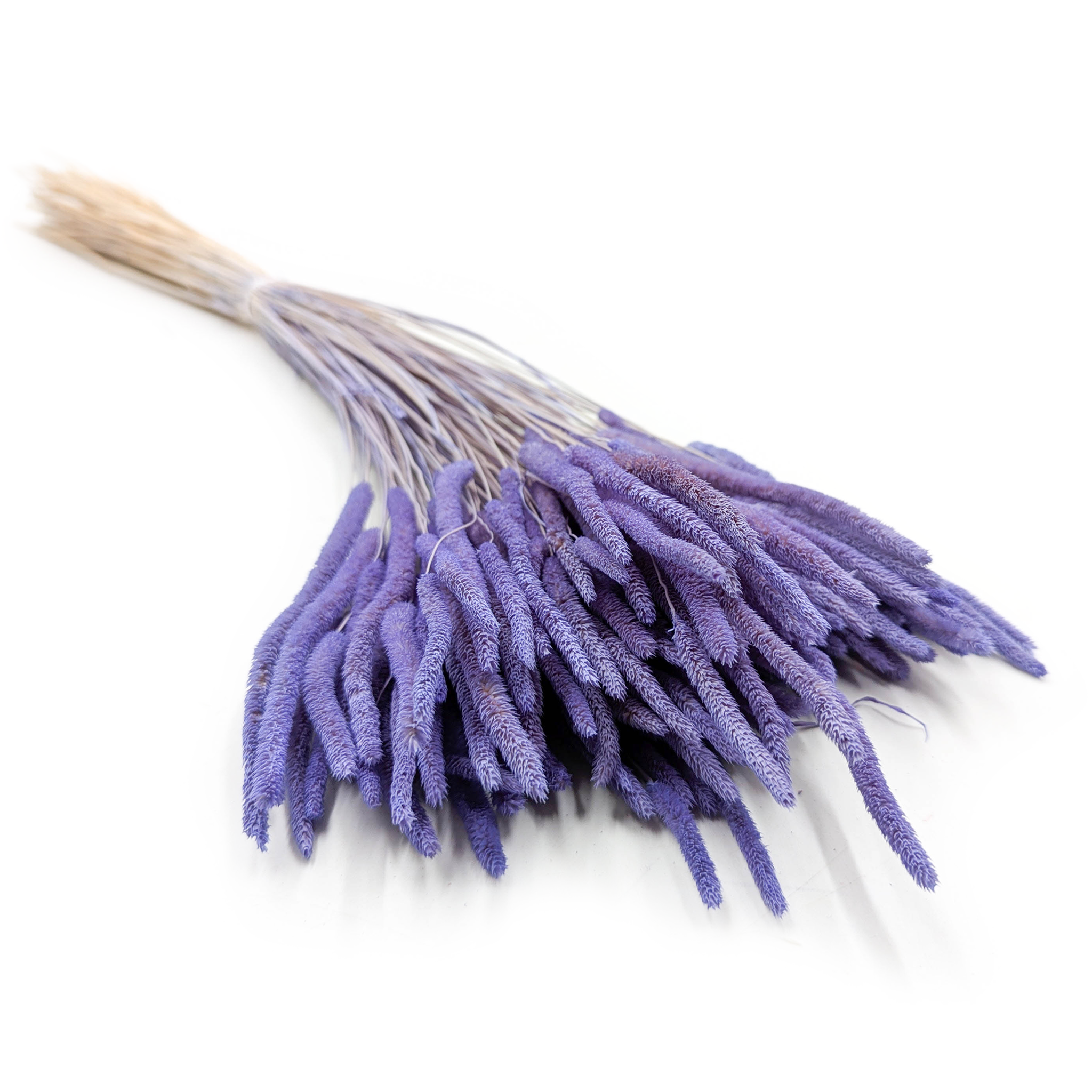 Herbe séchée – Fléole (Phleum) – Lavande