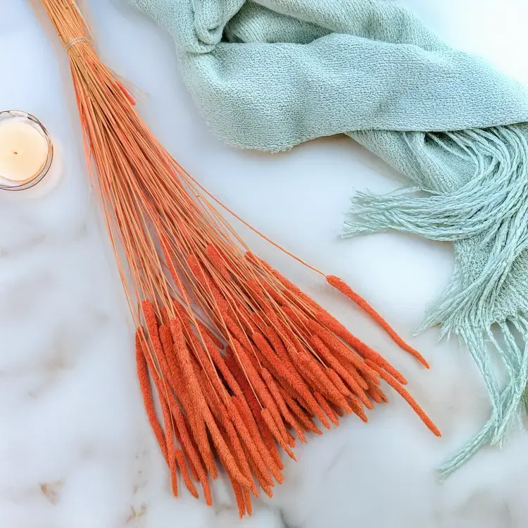 Tymotka - pomarańczowa 1.png