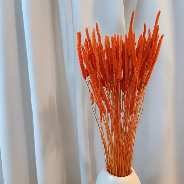 Tymotka - pomarańczowa 3.png