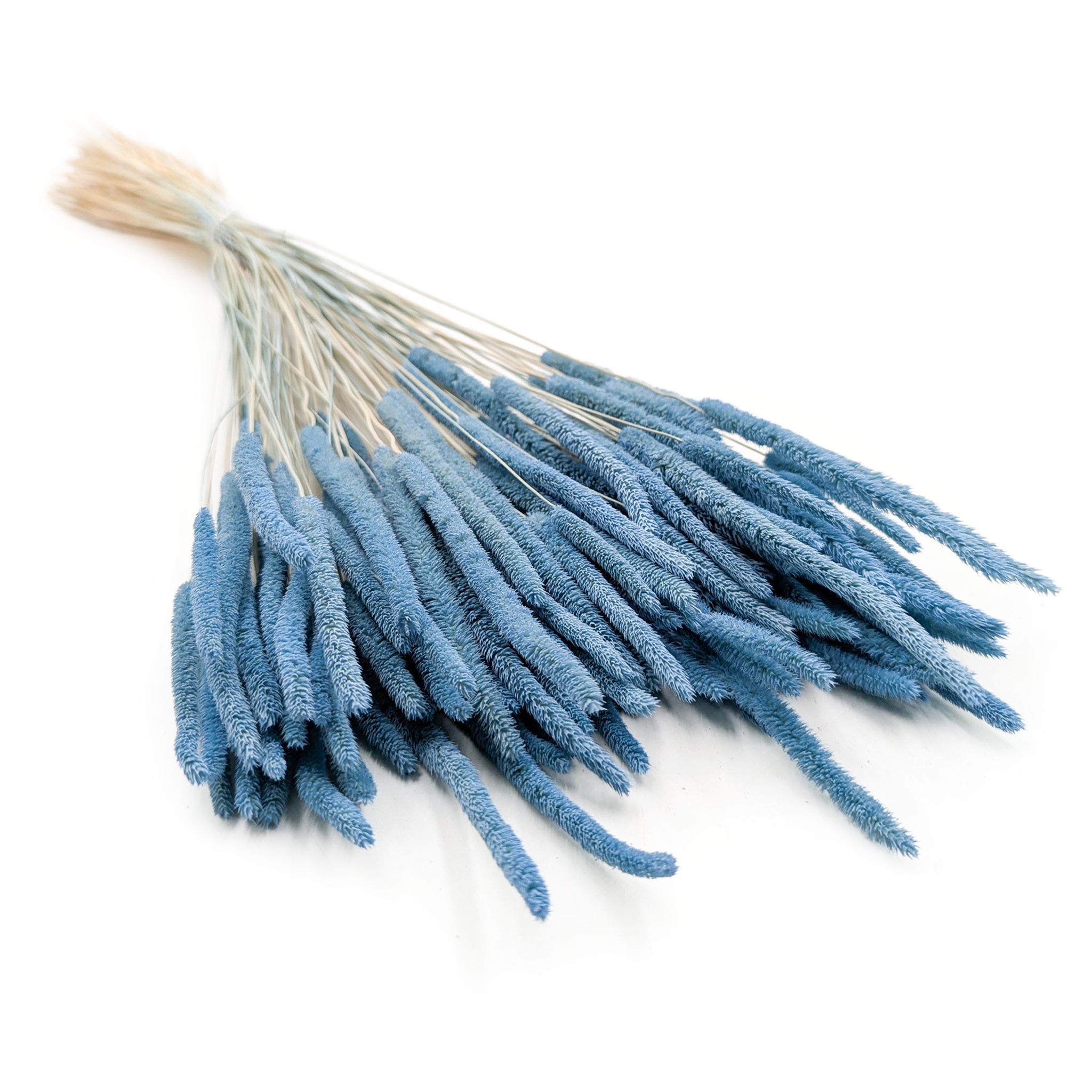 Herbe séchée – Fléole (Phleum) – Bleu Ciel
