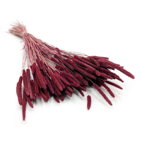 Tymotka Phleum Bordowa.png