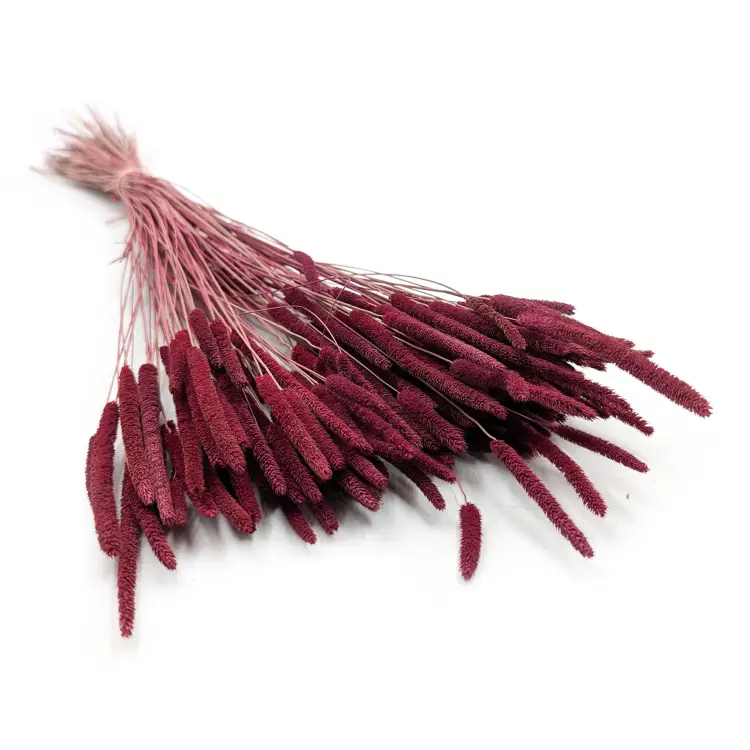 Tymotka Phleum Bordowa.png