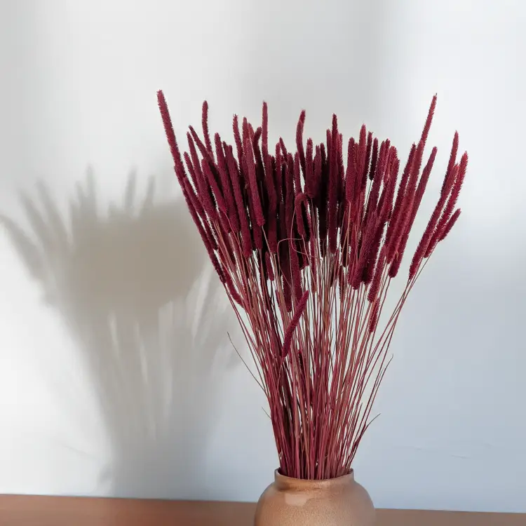 Tymotka - bordowa 3.png