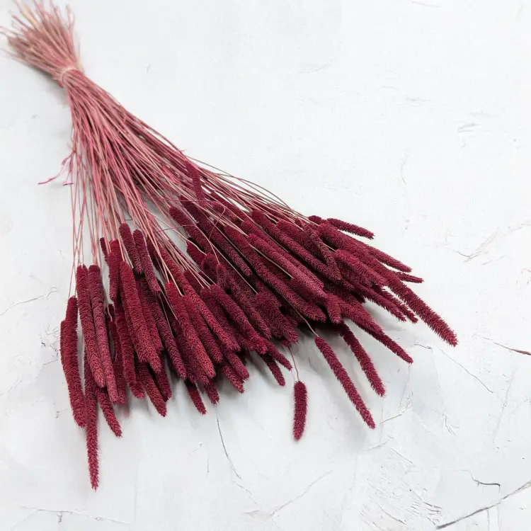 Tymotka - bordowa.png