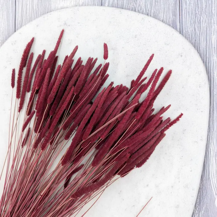 Tymotka - bordowa 2.png